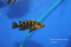 Melanochromis baliodigma